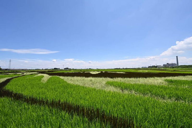 nghe-thuat-ve-tranh-dong-ruong-gyoda-saitama nghe-thuat-ve-tranh-dong-ruong-gyoda-saitama